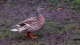 walks like a duck