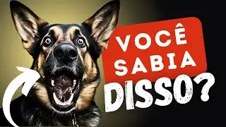 AS 10 PERGUNTAS MAIS FREQUENTES SOBRE PASTOR ALEMÃO