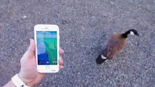 What It's Like Playing Pokemon Go