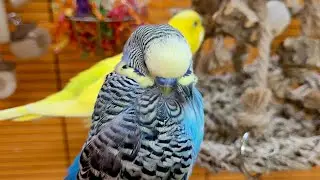 7 hours of budgie sounds for relaxation