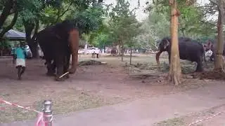 Colombo Nawam Perahara 2022 elephants getting quick bath before dressing - Part 1