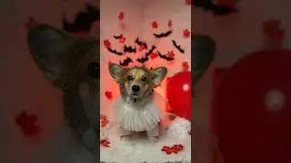 Happy Halloween 🎃👻 #corgi #doglover