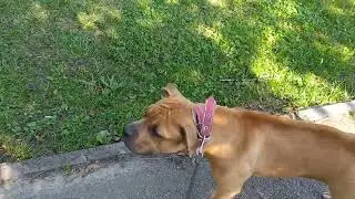 Собака убийца против коляски дворника #staffy  #dog  #stafford  #приколысживотными  #рекомендации