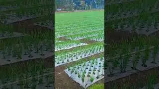 BELAJAR BERTANI #hiburan #bertani #petani #kerja #shorts #short
