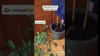 Хитрый собакен