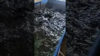 сомы