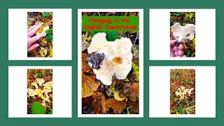 I can't help myself !! / Loads of Hedgehog mushrooms / autumn foraging