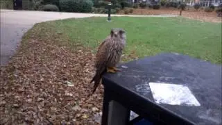 Ill Kestrel on Tower Gardens Park Skegness