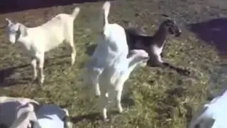 Эти забавные животные / Funny animals with russian songs
