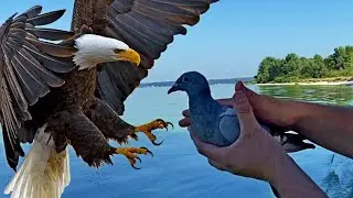 BIRDS OF PREY and PIGEONS / Footage of HAWK ATTACKS on PIGEONS