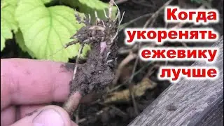 Когда УКОРЕНЯТЬ ЕЖЕВИКУ верхушками побегов лучше.