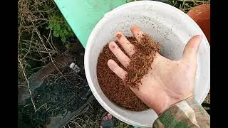 Табак задохнулся