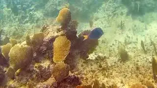 Copy of Snorkeling Grand Cayman