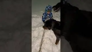 Ротвейлер Мирана и большая палка 