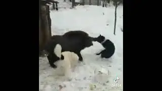 Пёс и кабан 2021 новинка
