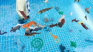 Sink Or Float Animals In Pool | Animals Collection with 