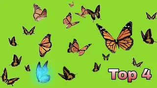 Butterfly flying green screen video