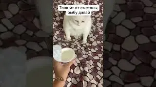 КОШКУ ТОШНИТ ОТ СМЕТАНЫ