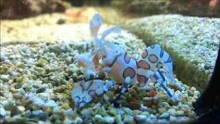 Hymenocera picta Crevette arlequin
