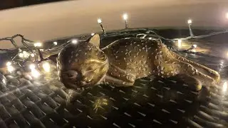 ЦЫГАНСКИЙ РАСКЛАД НА КОРОЛЯ ❤️👹 NIKKY AMI ЦЫГАНСКИЕ ГАДАНИЯ в прямом эфире