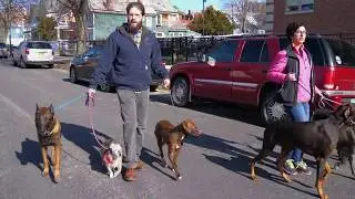 Dominic and Sam - Dog Aggression Rehabilitation