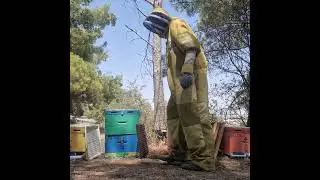Μελισσακια στο θυμάρι