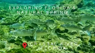 Florida's underwater oasis🐠
