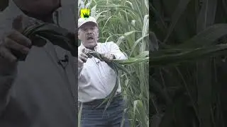 KING GRASS ¿el mejor pasto de corte?