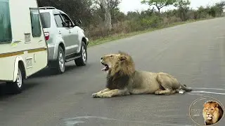Lion Pose For A Photo Shoot In The Middle Of The Road