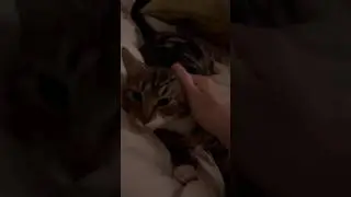 Cat Acting Creepy 