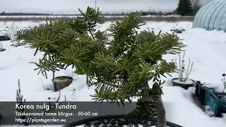 Korea nulg - Tundra 4K