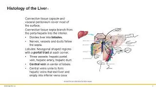Digestive Accessory Structures