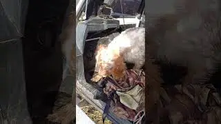 охота с легавой