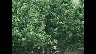 Kid Makes AMAZING Song