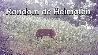 Rondom de  Heimolen juli 2024 Volg 7
