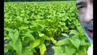 Tobacco fields in NC