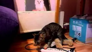 Кот шпилит плюшевого зайку
