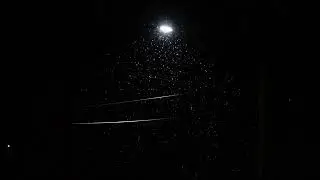 2022 Snow - 14 Sec Short