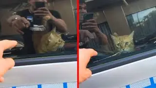 Cat Was Arrested by the Police
