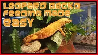 Leopard Gecko Feeding Made Easy - Leona The Geckoator Eats Dubia Roaches - #LeopardGeckos #Reptiles