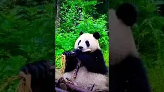 This pandas hungry