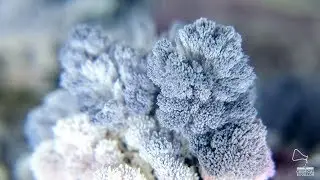 Time Lapse crystal growing - Crystalised coral world I  EXPERIMENT (Micro Macro)