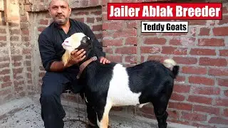 Jailer New Ablak Tedda Breeder Of Asif Bhai Lahore 2024 | Bakra Mandi