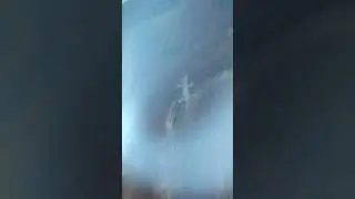 геккон в доме в Гоа 