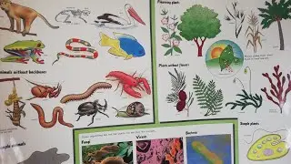 7 TAXONOMIC UNITS BIOLOGY F1/INTEGRATED SCIENCE GRADE 9