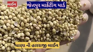 ધાણા ની હારરાજી લાઈવ જેતપુર માર્કેટીંગ યાર્ડ તા 24.04.2023 / Live thana ni harraji Jetpur marketing