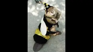 Пчелы - Бобры