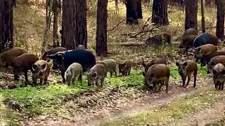 Кабанчики