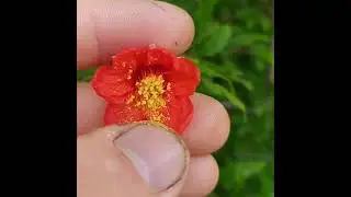 опыление граната
