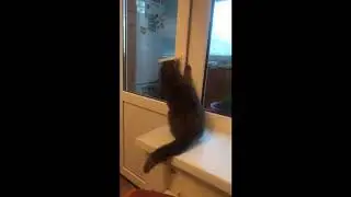 Кошка самостоятельно открывает дверь на балкон!